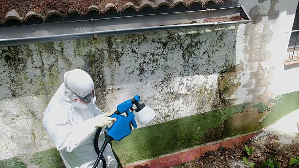 Trusted Black Mold Removal service in Millburn, NJ - Cheap Mold Removal